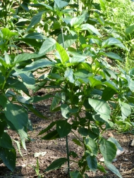 A Pepper plant
