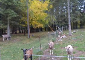 goats