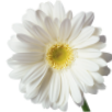 Amiras Farm Logo