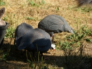 Guinea Hens