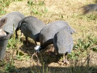 guinea hens